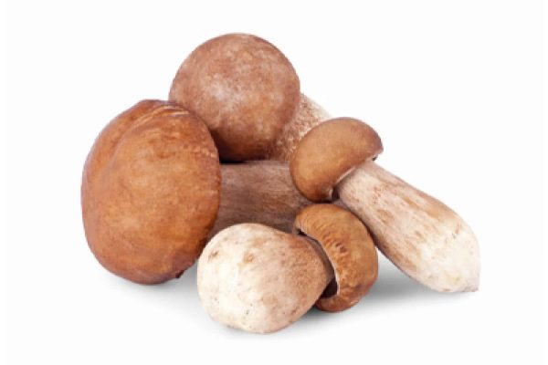 eekhoorntjesbrood-1642580501