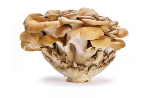 maitake-1642580602