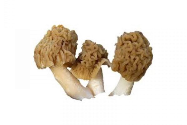 morieljes-1642580615