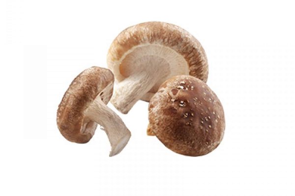 shii-take-1642580706